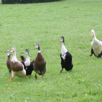 Duck Herding 4